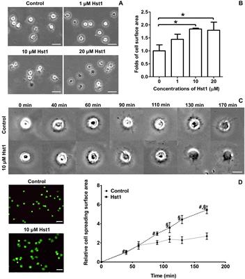 Human Salivary Histatin-1 Promotes Osteogenic Cell Spreading on Both Bio-Inert Substrates and Titanium SLA Surfaces